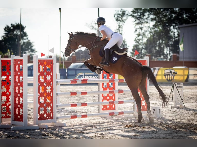 Ukrainian Riding Horse Gelding 8 years 16,1 hh Chestnut in Ovelgönne