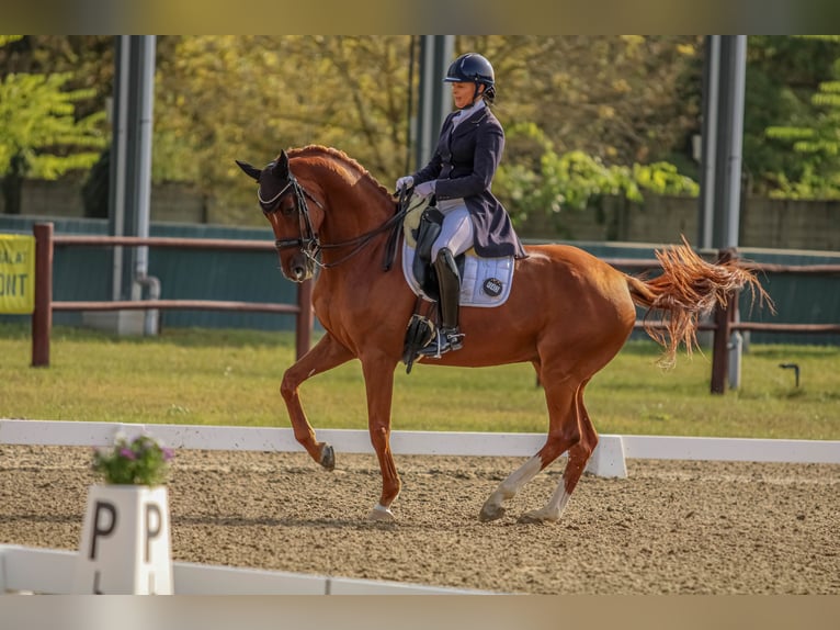 Ukrainian Riding Horse Mix Gelding 8 years 16,2 hh Chestnut in Thenneberg