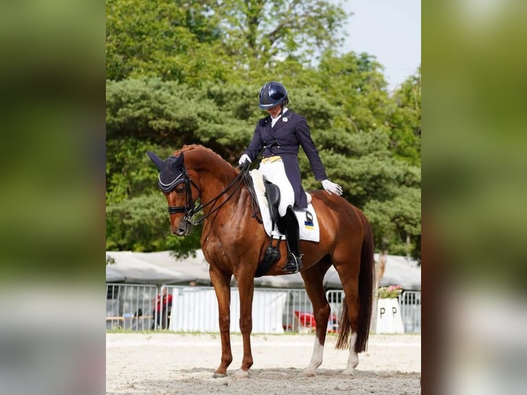 Ukrainian Riding Horse Gelding 8 years 16,2 hh Chestnut-Red in Wein