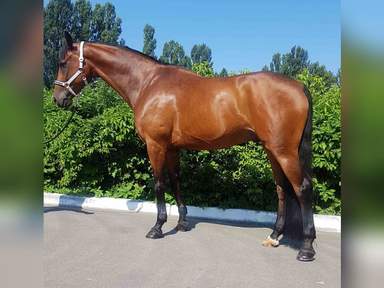 Ukrainian Riding Horse Gelding 8 years 17,1 hh Brown in Kaiserslautern