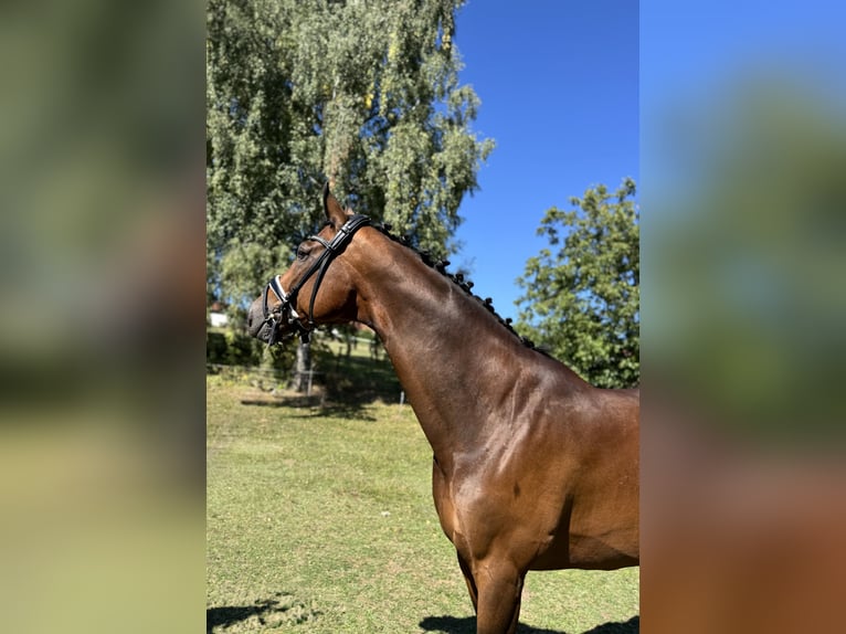 Ukrainian Riding Horse Gelding 8 years 17,1 hh Brown in Hochspayer