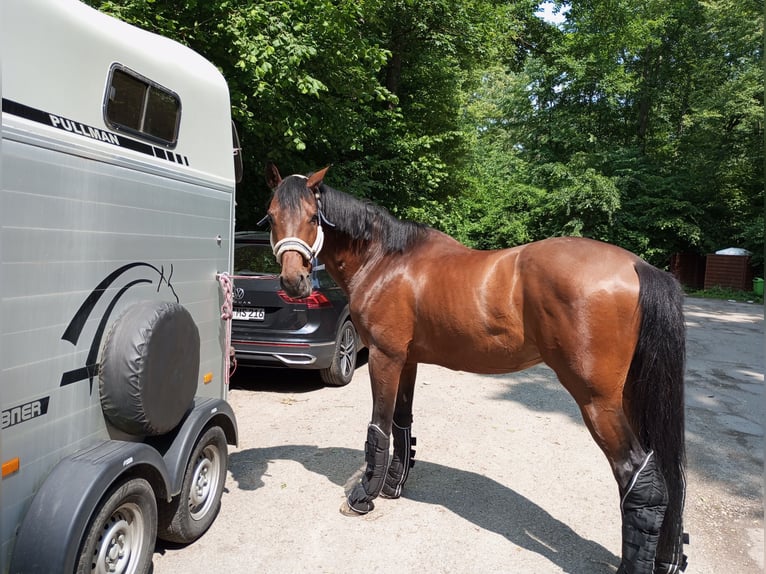 Ukrainian Riding Horse Gelding 9 years 15.3 hh Bay in Ingolstadt