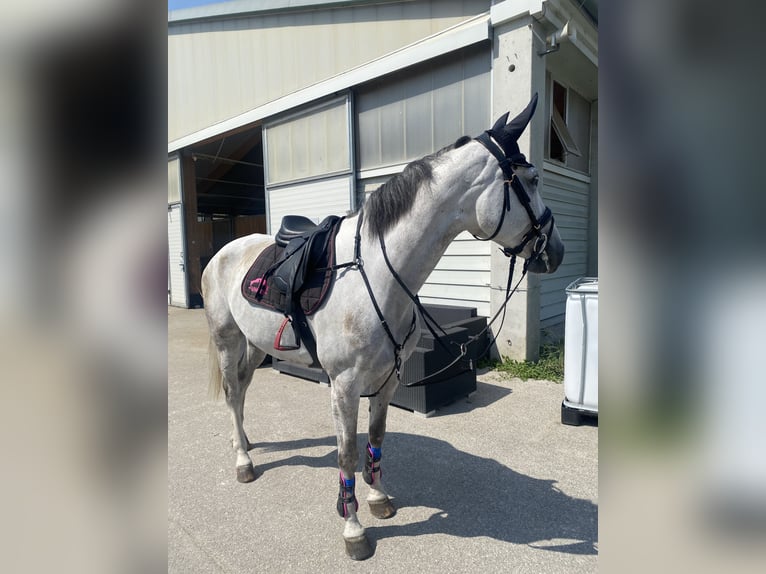 Ukrainian Riding Horse Gelding 9 years 16.2 hh Grey in Wien, Liesing