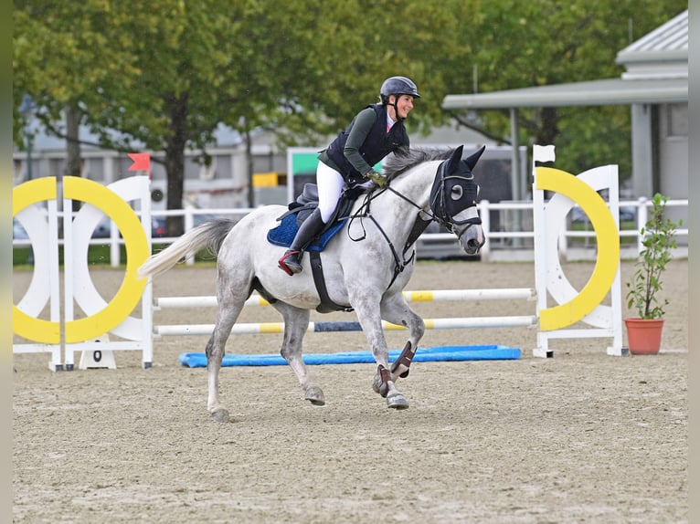 Ukrainian Riding Horse Gelding 9 years 16.2 hh Grey in Wien, Liesing