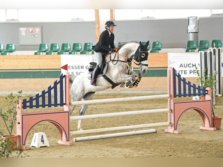 Ukrainian Riding Horse Gelding 9 years 16.2 hh Grey in Wien, Liesing