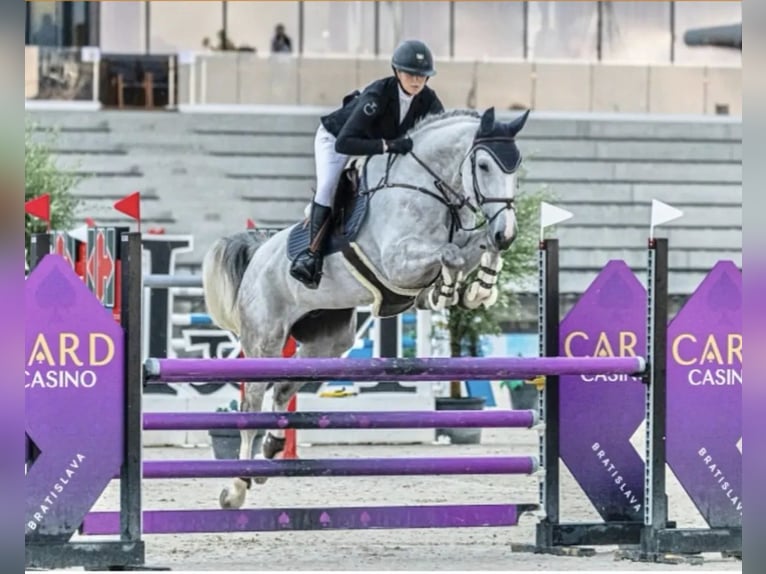 Ukrainian Riding Horse Gelding 9 years 16.2 hh Grey in Wien, Liesing