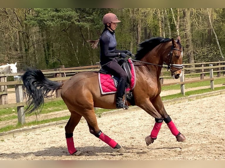 Ukrainian Riding Horse Gelding 9 years 16 hh Brown in Löningen