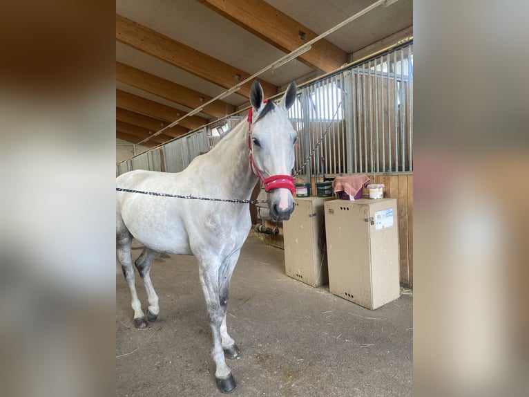 Ukrainian Riding Horse Gelding 9 years 16,2 hh Grey in Wien, Liesing