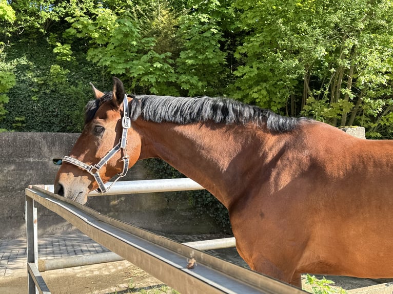 Ukrainian Riding Horse Gelding 9 years 17,1 hh Brown in Hochspayer