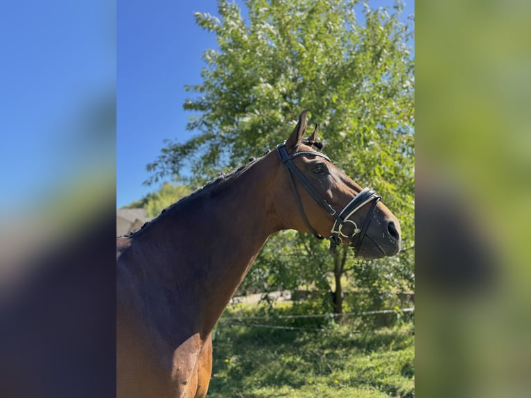 Ukrainian Riding Horse Gelding 9 years 17,1 hh Brown in Hochspayer