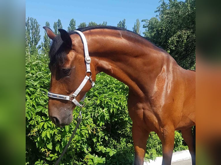 Ukrainian Riding Horse Gelding 9 years 17,1 hh Brown in Hochspayer