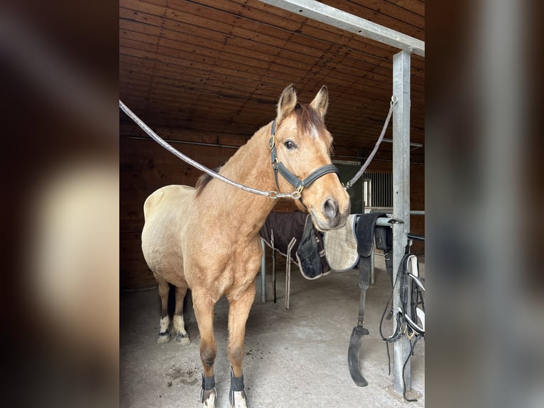 Ukrainian Riding Horse Mare 10 years 14,2 hh Dun in Berg