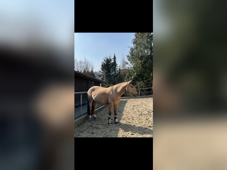 Ukrainian Riding Horse Mare 10 years 14,2 hh Dun in Berg