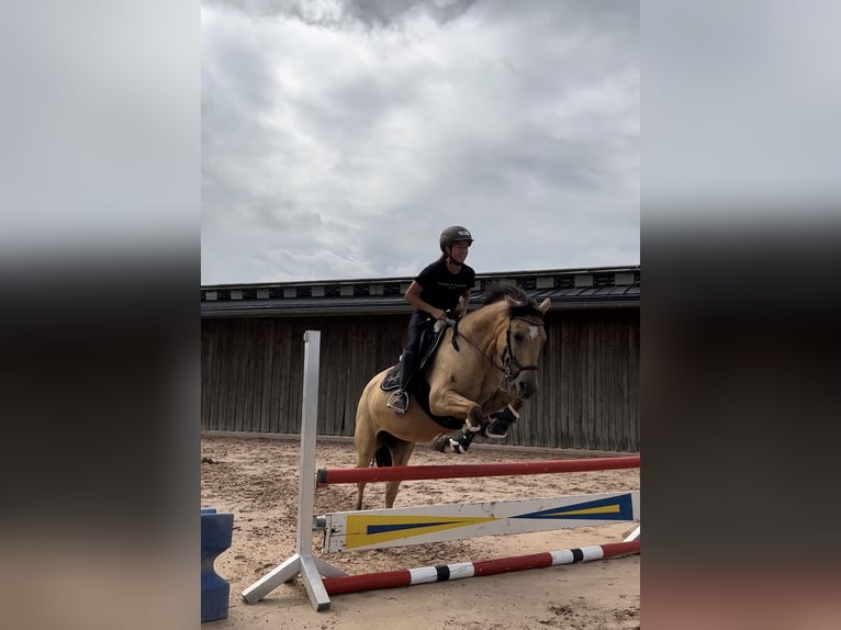 Ukrainian Riding Horse Mare 10 years 14,2 hh Dun in Berg