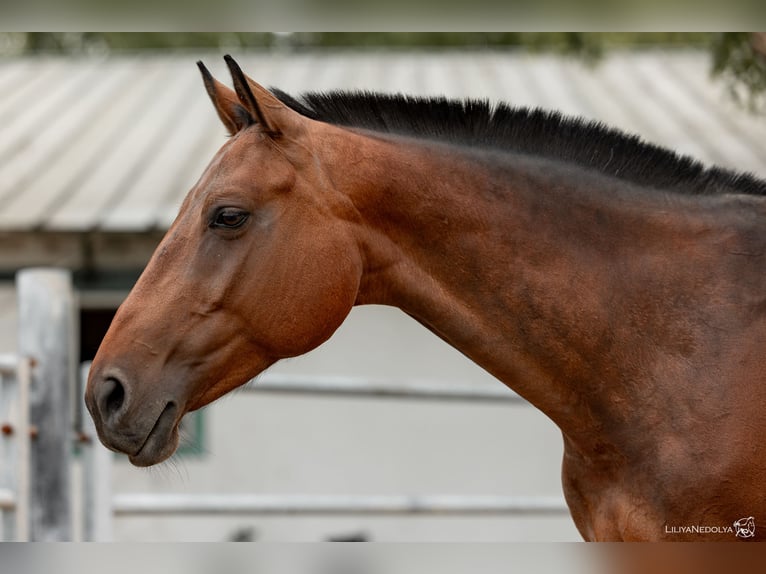 Ukrainian Riding Horse Mare 10 years 16 hh Bay in Kronenberg