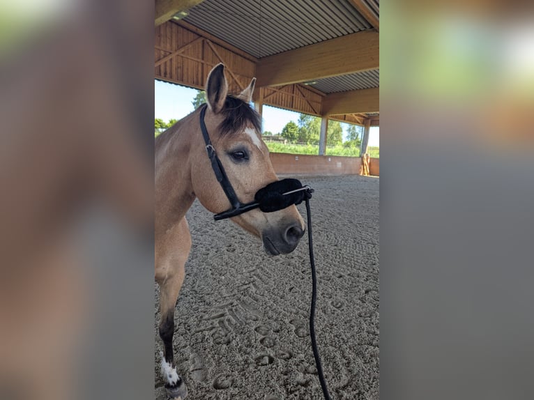 Ukrainian Riding Horse Mare 11 years 14,2 hh Dun in Ravensburg