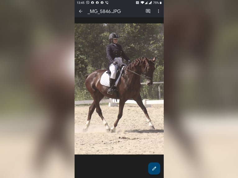 Ukrainian Riding Horse Mare 12 years 17 hh Red Dun in Lastrup