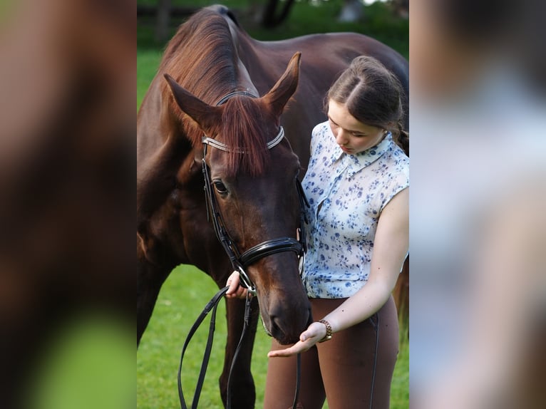 Ukrainian Riding Horse Mare 13 years 17 hh Red Dun in Lastrup