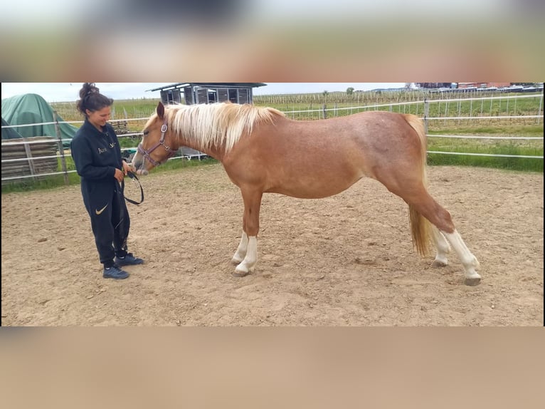 Ukrainian Riding Horse Mare 2 years 14,2 hh Chestnut in Weisenheim am Sand