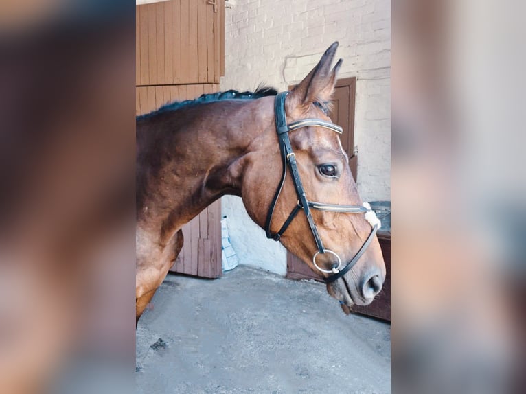 Ukrainian Riding Horse Mix Mare 4 years 16 hh Bay-Dark in Kiev