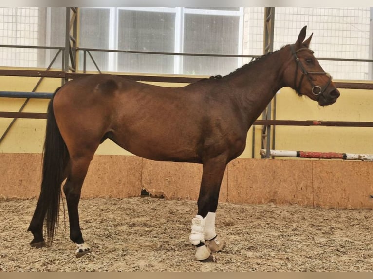 Ukrainian Riding Horse Mix Mare 4 years 16 hh Bay-Dark in Kiev