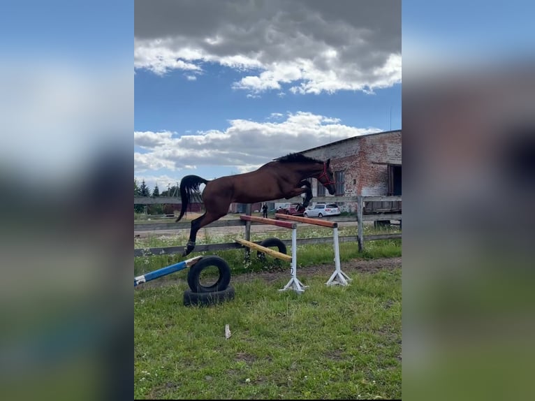 Ukrainian Riding Horse Mare 4 years 17,1 hh Bay in Kotiv, Volyn region