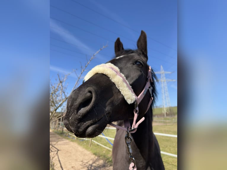 Ukrainian Riding Horse Mix Mare 5 years 15,2 hh Black in Schwabach