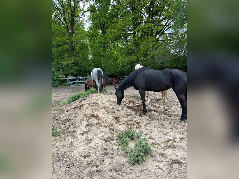 Ukrainian Riding Horse Mix Mare 5 years 15,2 hh Black in Schwabach