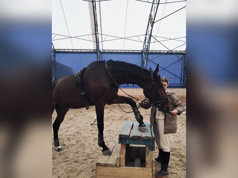 Ukrainian Riding Horse Mare 5 years 16,1 hh Brown in Vinnitsa