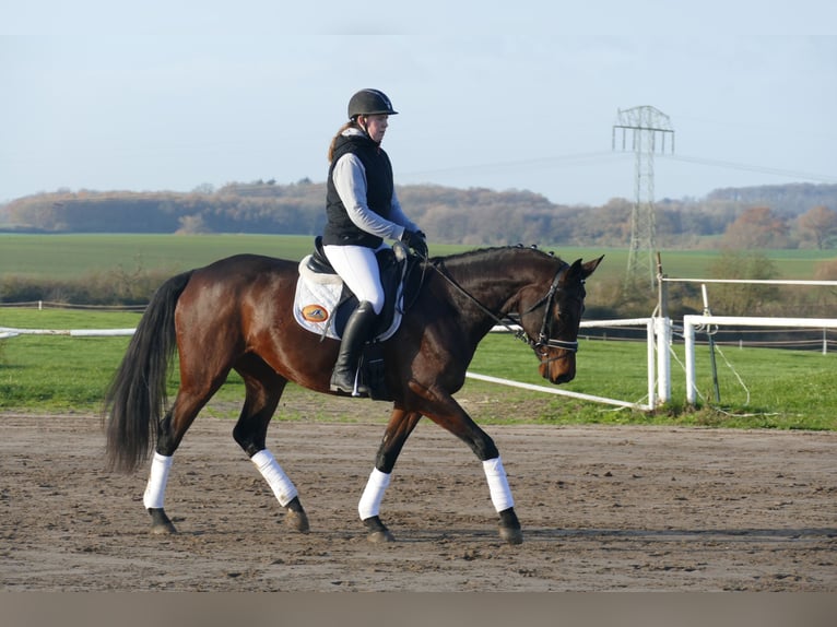 Ukrainian Riding Horse Mare 5 years 16,1 hh Brown in Ganschow