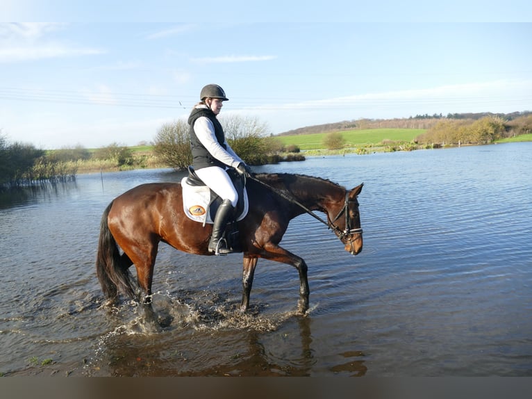 Ukrainian Riding Horse Mare 5 years 16,1 hh Brown in Ganschow