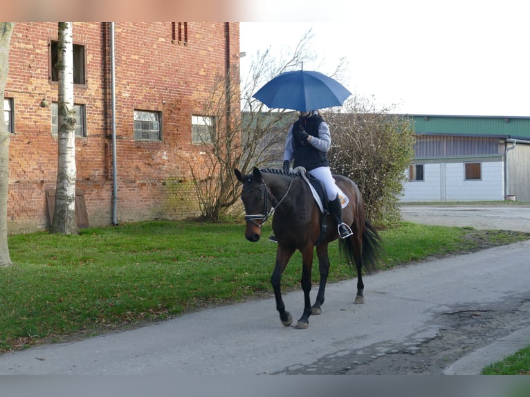 Ukrainian Riding Horse Mare 5 years 16,1 hh Brown in Ganschow