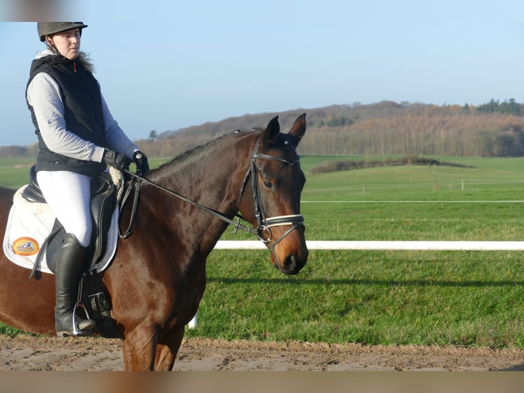 Ukrainian Riding Horse Mare 5 years 16,1 hh Brown in Ganschow