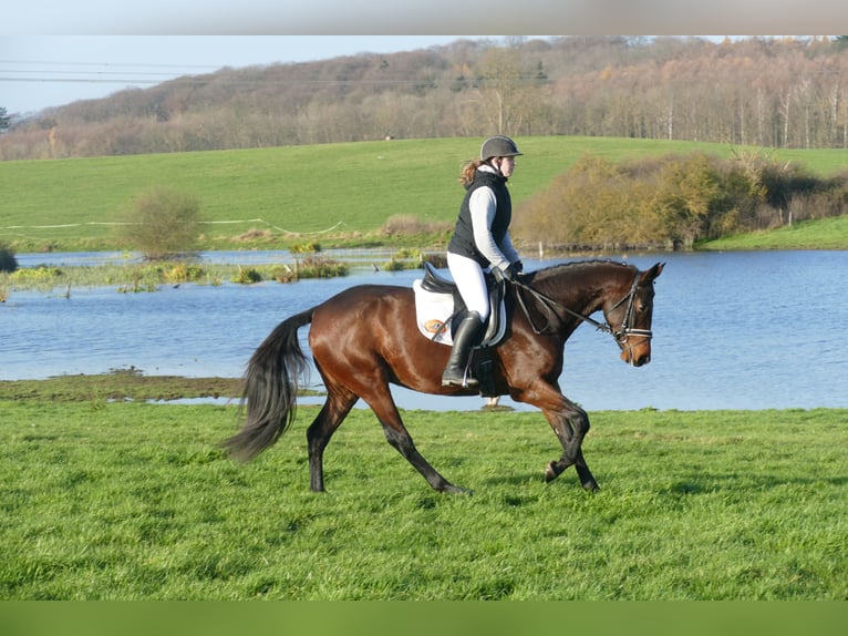 Ukrainian Riding Horse Mare 5 years 16,1 hh Brown in Ganschow