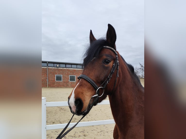 Ukrainian Riding Horse Mare 6 years 14,2 hh Brown in Bad Laer