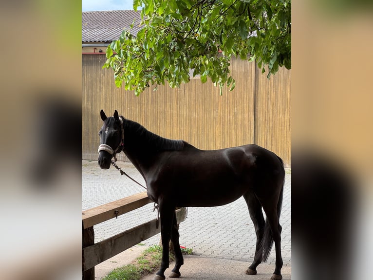 Ukrainian Riding Horse Mare 6 years 14 hh Black in Rohr