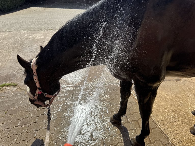 Ukrainian Riding Horse Mare 6 years 14 hh Black in Rohr