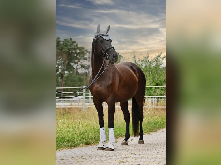 Ukrainian Riding Horse Mare 6 years 15,3 hh Black in Schwanstetten