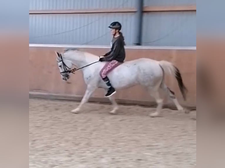 Ukrainian Riding Horse Mare 7 years 15,1 hh Gray in LipprechterodeBleicherode