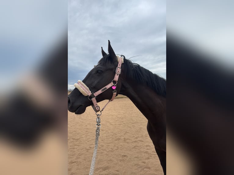 Ukrainian Riding Horse Mare 7 years 15,3 hh Black in Rohr