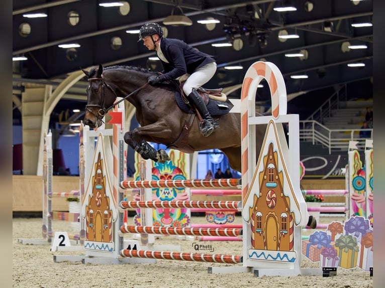 Ukrainian Riding Horse Mare 7 years 16 hh Bay-Dark in City