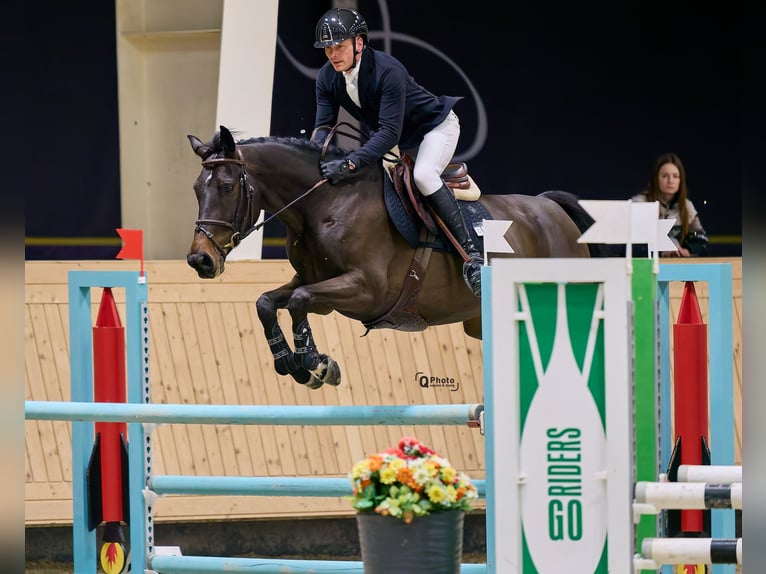 Ukrainian Riding Horse Mare 7 years 16 hh Bay-Dark in City