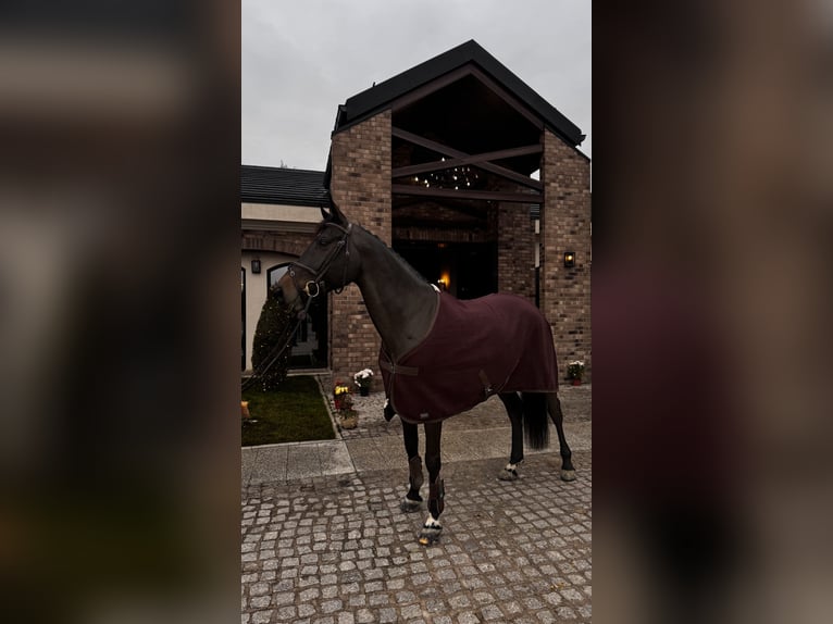 Ukrainian Riding Horse Mare 7 years 16 hh Bay-Dark in City