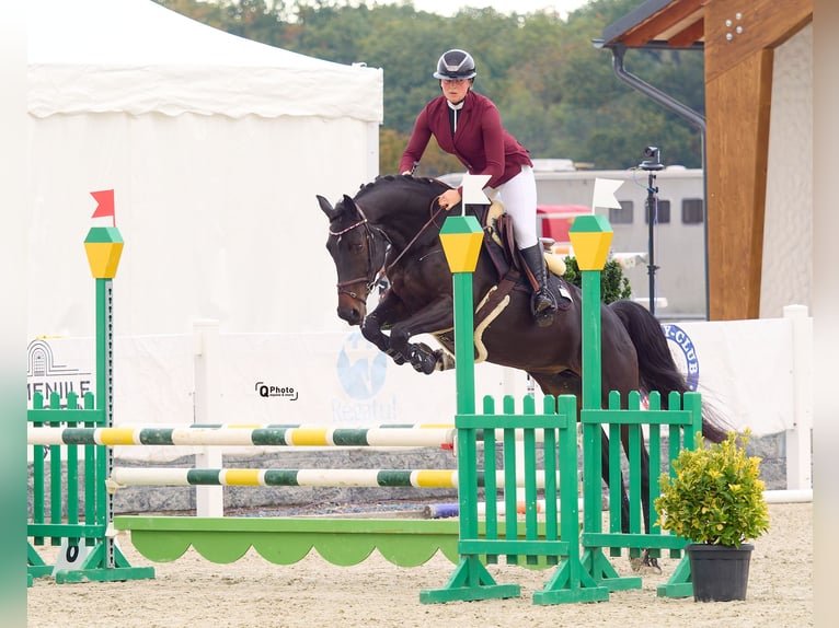 Ukrainian Riding Horse Mare 7 years 16 hh Bay-Dark in Kronenberg