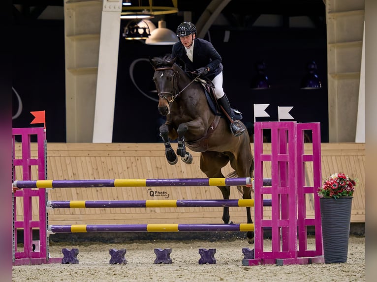 Ukrainian Riding Horse Mare 7 years 16 hh Bay-Dark in Wien