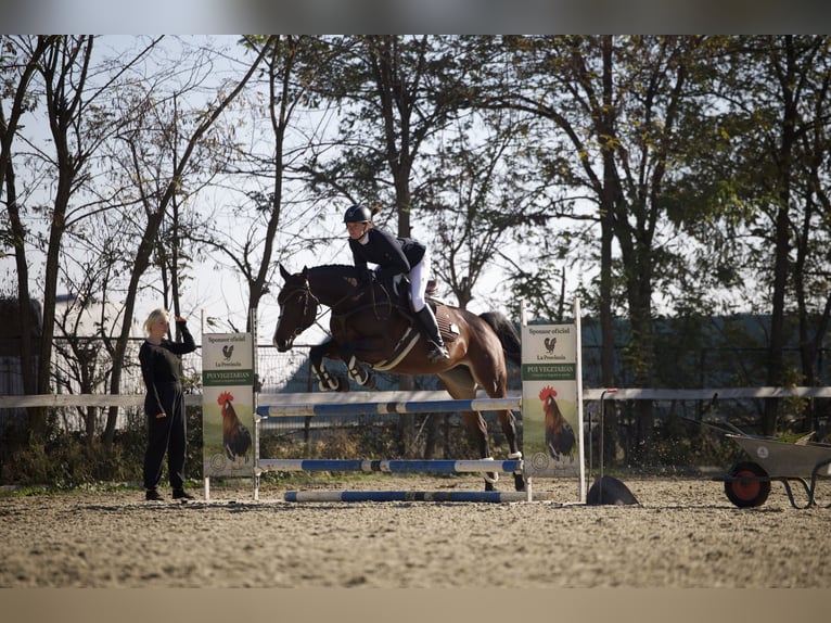 Ukrainian Riding Horse Mare 7 years 16 hh Bay-Dark in Arezzo