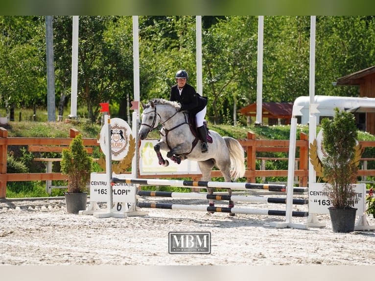 Ukrainian Riding Horse Mare 7 years 16 hh Gray in Bucharest