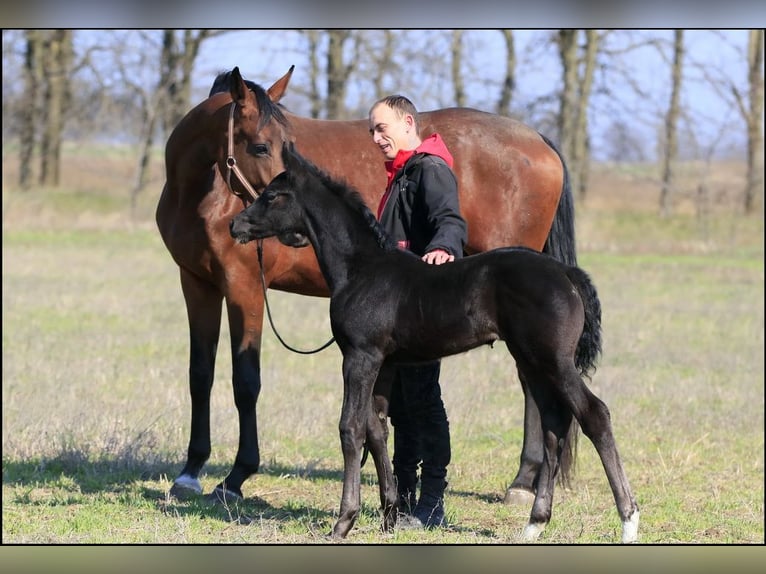 Ukrainian Riding Horse Mix Mare 7 years 17 hh Brown-Light in Britovka