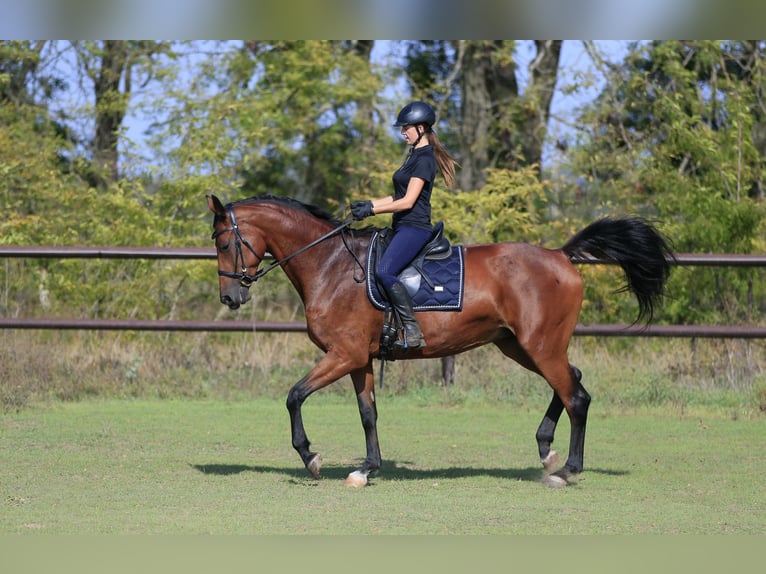 Ukrainian Riding Horse Mix Mare 7 years 17 hh Brown-Light in Britovka