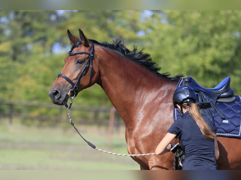 Ukrainian Riding Horse Mix Mare 7 years 17 hh Brown-Light in Britovka